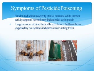  Sudden reductioninactivityathiveentrancewhileinterior
activityappearsnormalmayindicatefast‐actingtoxin
 Largenumberofdeadbees athiveentrancethathavebeen
expelledbyhouse bees indicatesaslow‐actingtoxin
Symptoms of PesticidePoisoning
 