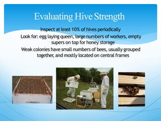 Evaluating HiveStrength
Inspect at least 10% of hives periodically
Look for: egg laying queen, large numbers of workers, empty
supers on top for honey storage
Weak colonies have small numbers of bees, usually grouped
together,and mostly located on central frames
 