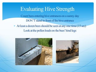  Countbees enteringhiveentranceson asunnyday
DON’Tstandinfrontofthehiveentrance
 Atleastadozenbees shouldbeseenatanyone time(15sec)
Lookatthepollenloadson thebees’hindlegs
Evaluating HiveStrength
 