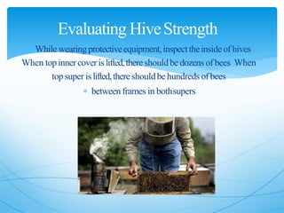  While wearing protectiveequipment,inspecttheinsideofhives
When topinnercoverislifted,thereshouldbedozens ofbees When
topsuper islifted,thereshouldbehundreds ofbees
 between frames in bothsupers
Evaluating HiveStrength
 