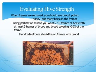 Evaluating HiveStrength
When frames are removed, you should see brood, pollen,
honey and many bees on the frames
During pollination season you want 9‐10 frames of bees with
at least 5 frames of brood and brood covering >50% of the
frame
Hundreds of bees should be on frames with brood
 