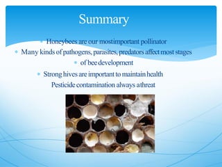  Honeybees are our mostimportant pollinator
 Many kindsofpathogens,parasites,predatorsaffectmost stages
 of beedevelopment
 Stronghivesareimportanttomaintainhealth
Pesticidecontamination always athreat
Summary
 