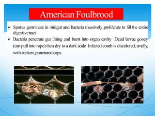 AmericanFoulbrood
 Spores germinate in midgut and bacteria massively proliferate to fill the entire
digestivetract
 Bacteria penetrate gut lining and burst into organ cavity Dead larvae gooey
(can pull into rope) then dry to a dark scale Infected comb is discolored, smelly,
withsunken,puncturedcaps.
 