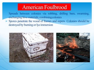  Spreads between colonies via robbing, drifting bees, swarming,
exchanginghive materials,combiningcolonies
 Spores penetrate the wood of frames and supers Colonies should be
destroyedby burningor lyeimmersion
AmericanFoulbrood
 