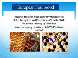 EuropeanFoulbrood
Bacterial disease of brood caused by Melissococcus
pluton Recognized as different from AFB in the 1800’s
Transmitted in honey by nursebees
Infects very young brood who die BEFORE cells are
capped
 