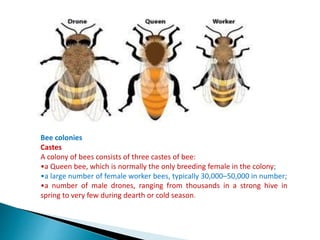 Apiculture: Dr.kshirsagar Ravindra | PPSX