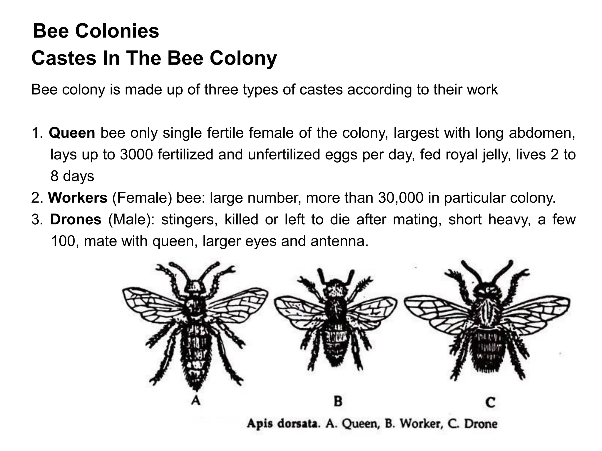 Apiculture flower pollinator honey bee queen drone worker hive wild ...