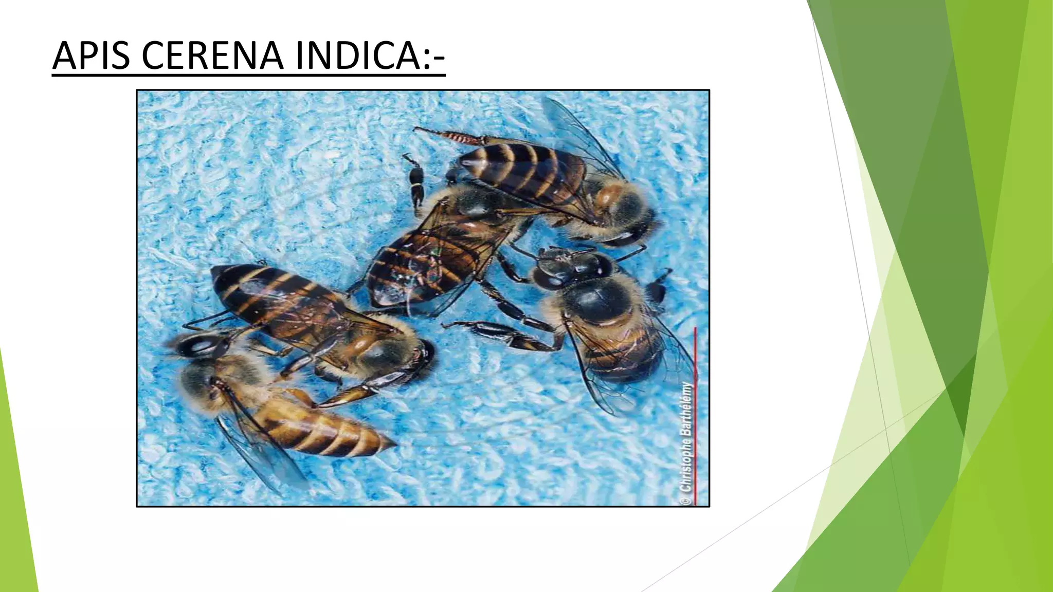 APIS CERENA INDICA:-
 