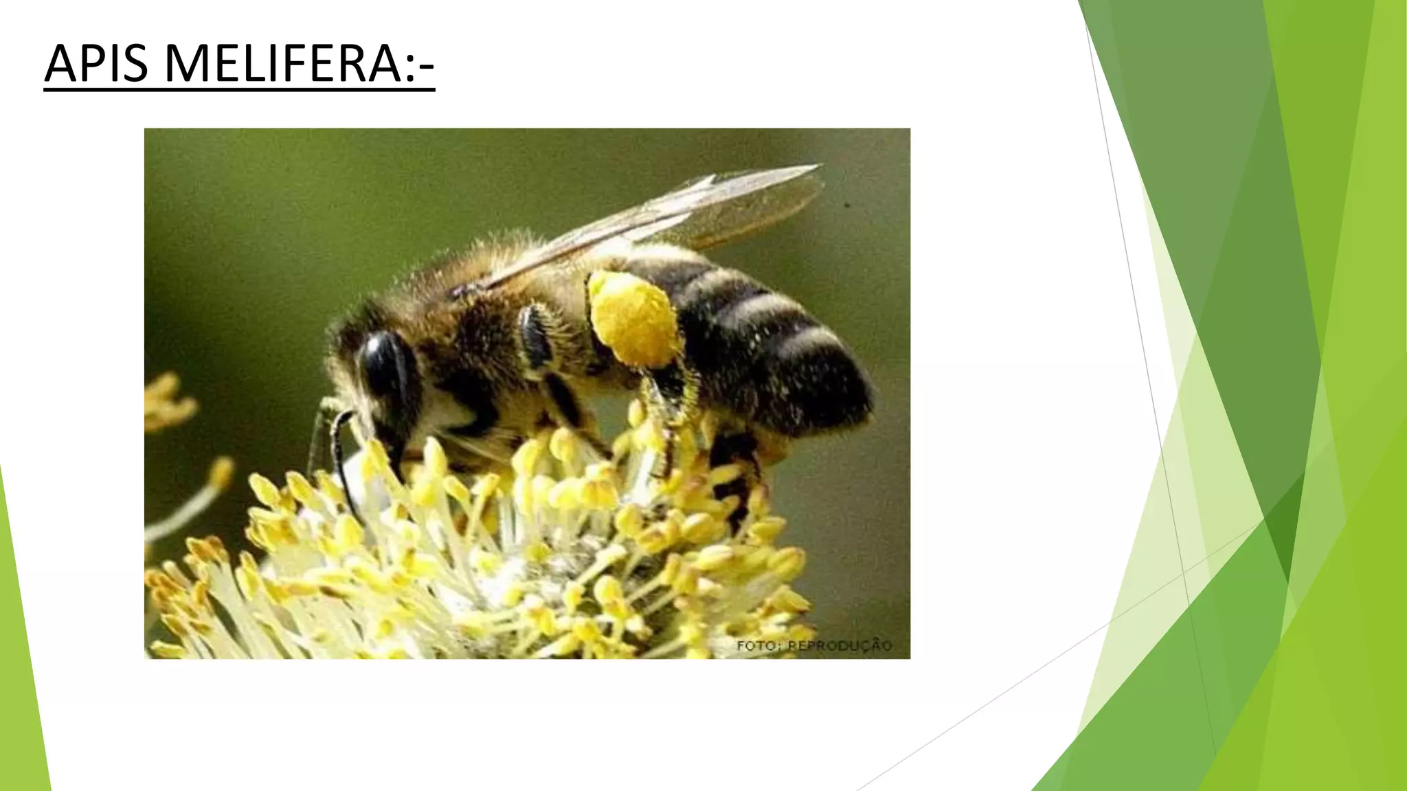 APIS MELIFERA:-
 