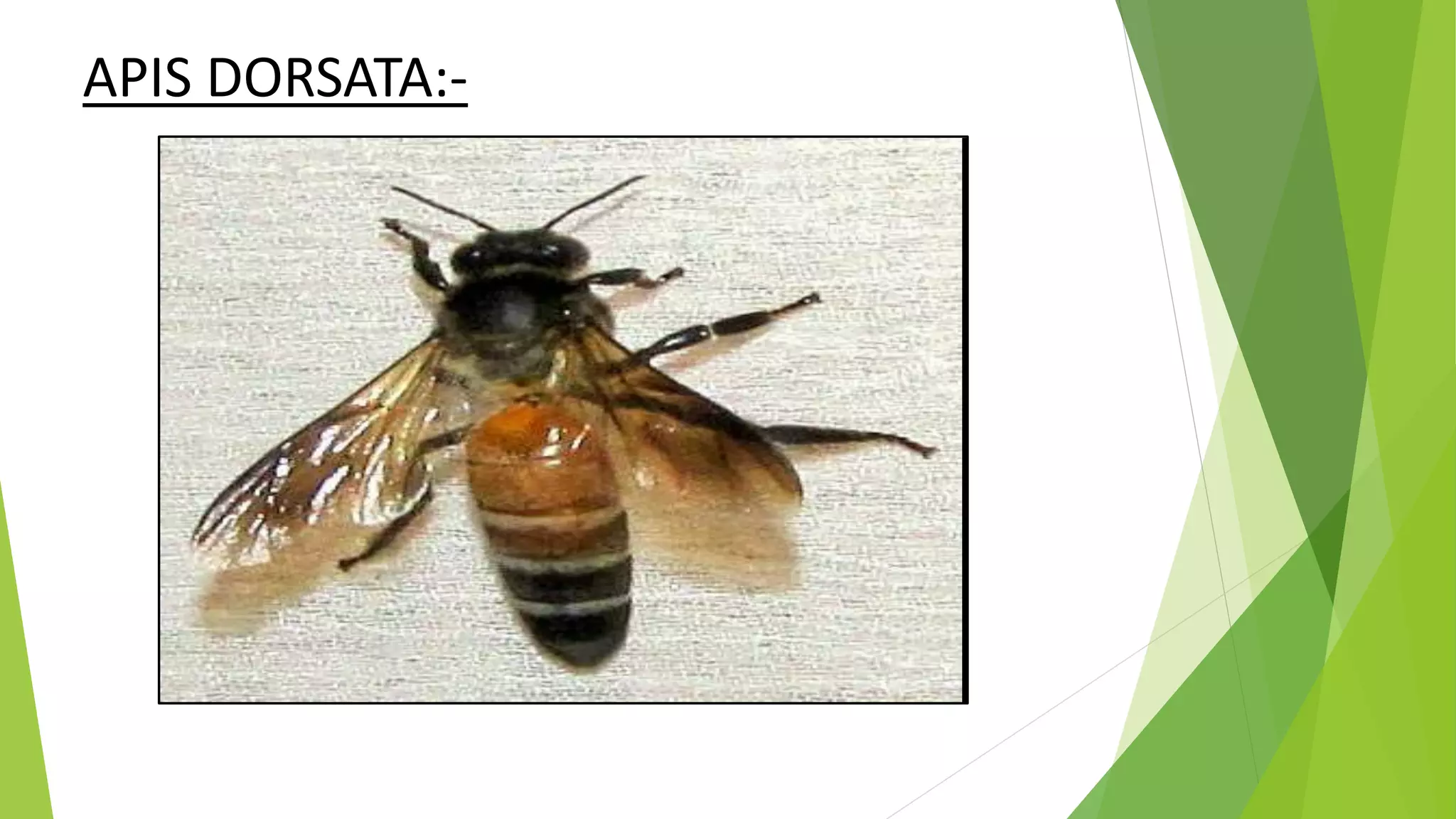 APIS DORSATA:-
 