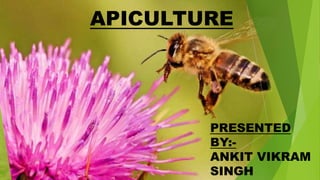 PRESENTED
BY:-
ANKIT VIKRAM
SINGH
APICULTURE
 