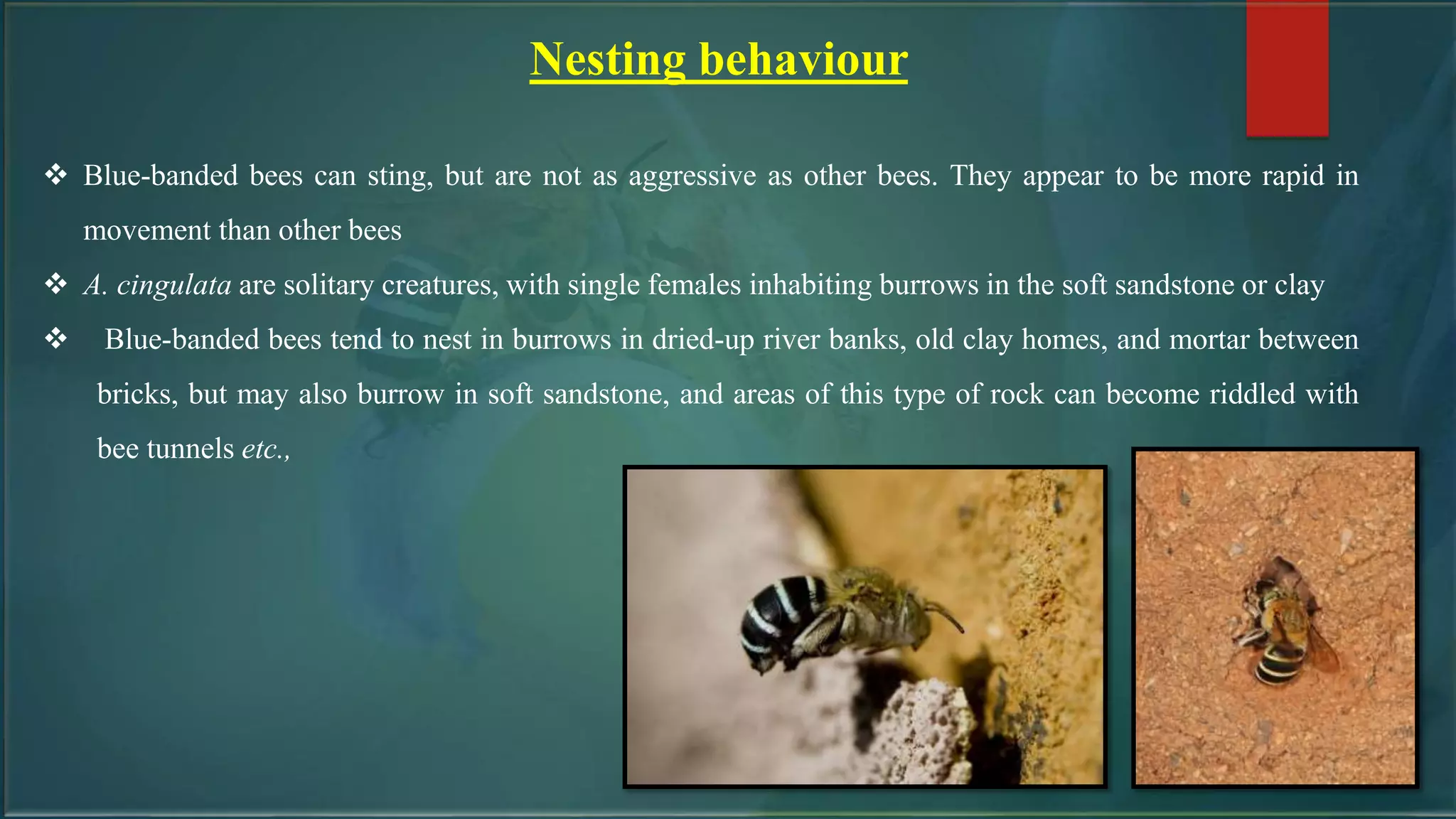 Nesting behaviour
 Blue-banded bees can sting, but are not as aggressive as other bees. They appear to be more rapid in
movement than other bees
 A. cingulata are solitary creatures, with single females inhabiting burrows in the soft sandstone or clay
 Blue-banded bees tend to nest in burrows in dried-up river banks, old clay homes, and mortar between
bricks, but may also burrow in soft sandstone, and areas of this type of rock can become riddled with
bee tunnels etc.,
 
