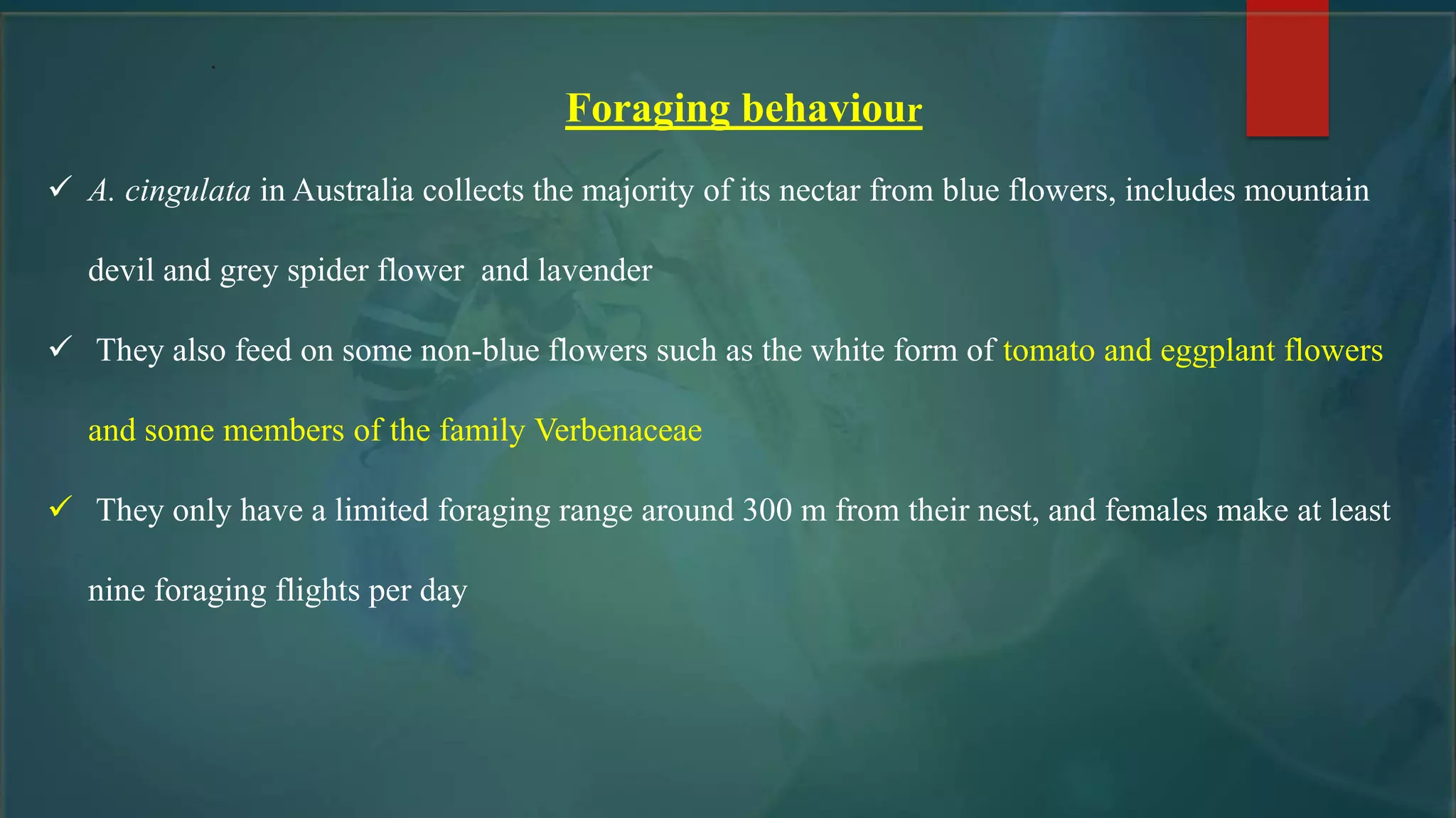 .
Foraging behaviour
 A. cingulata in Australia collects the majority of its nectar from blue flowers, includes mountain
devil and grey spider flower and lavender
 They also feed on some non-blue flowers such as the white form of tomato and eggplant flowers
and some members of the family Verbenaceae
 They only have a limited foraging range around 300 m from their nest, and females make at least
nine foraging flights per day
 