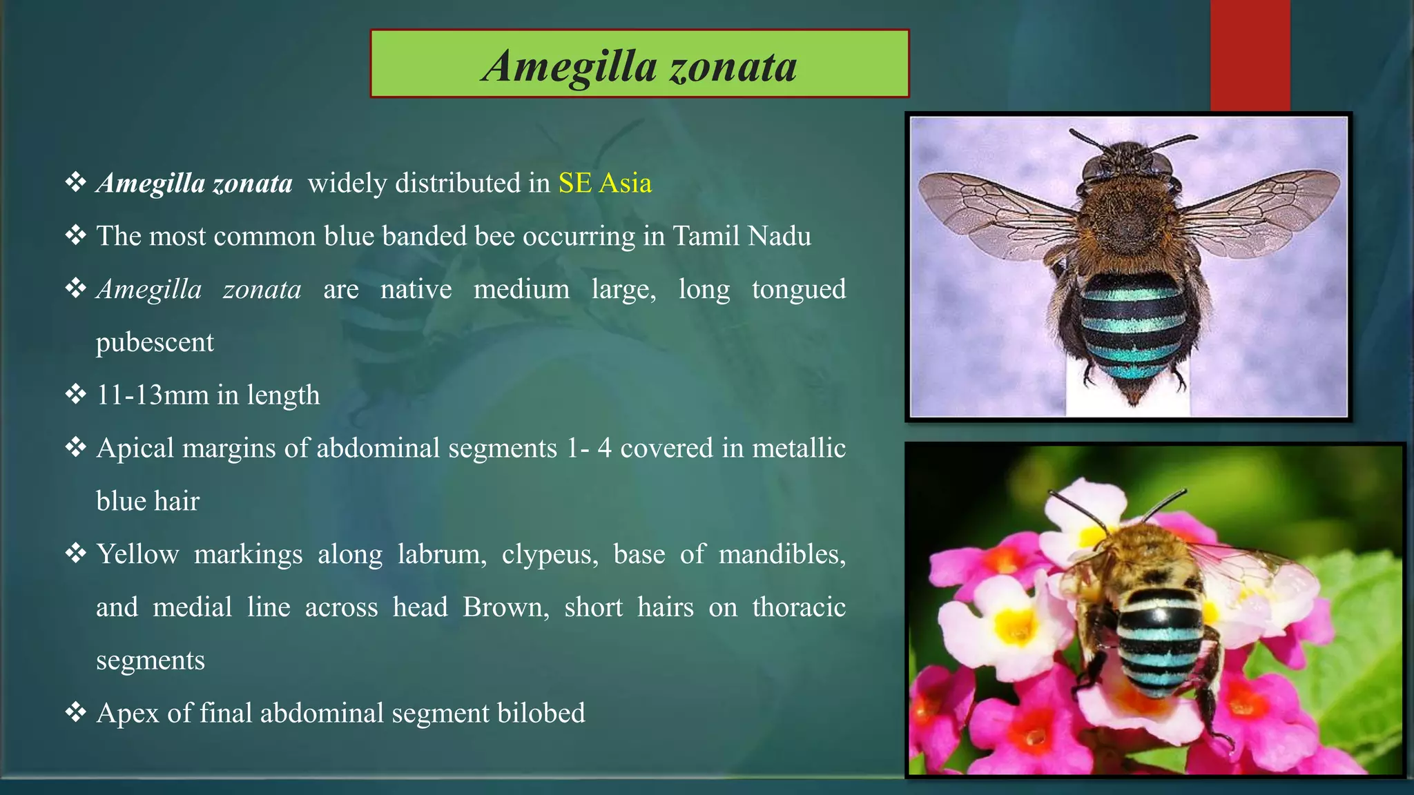 Amegilla zonata
 Amegilla zonata widely distributed in SE Asia
 The most common blue banded bee occurring in Tamil Nadu
 Amegilla zonata are native medium large, long tongued
pubescent
 11-13mm in length
 Apical margins of abdominal segments 1- 4 covered in metallic
blue hair
 Yellow markings along labrum, clypeus, base of mandibles,
and medial line across head Brown, short hairs on thoracic
segments
 Apex of final abdominal segment bilobed
 