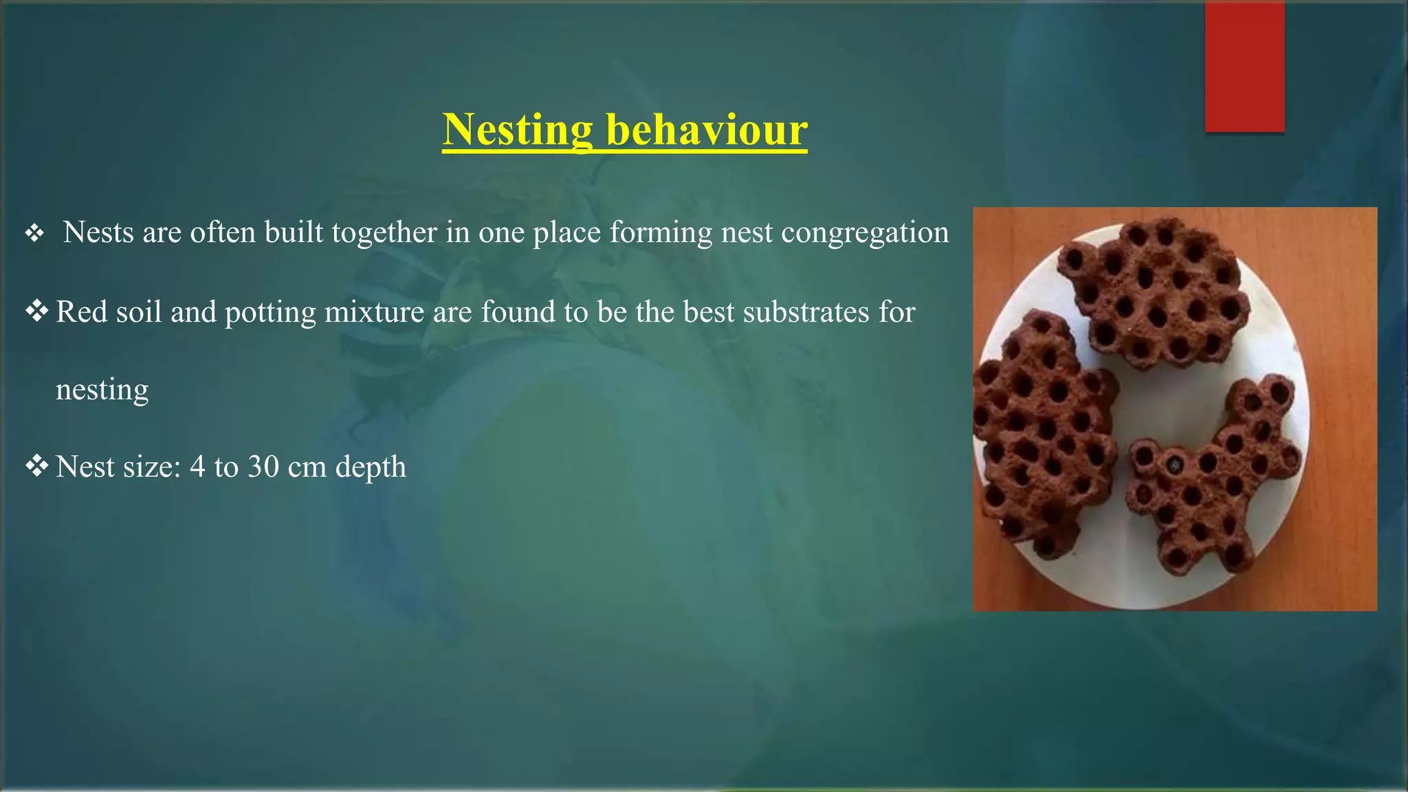 Nesting behaviour
 Nests are often built together in one place forming nest congregation
Red soil and potting mixture are found to be the best substrates for
nesting
Nest size: 4 to 30 cm depth
 