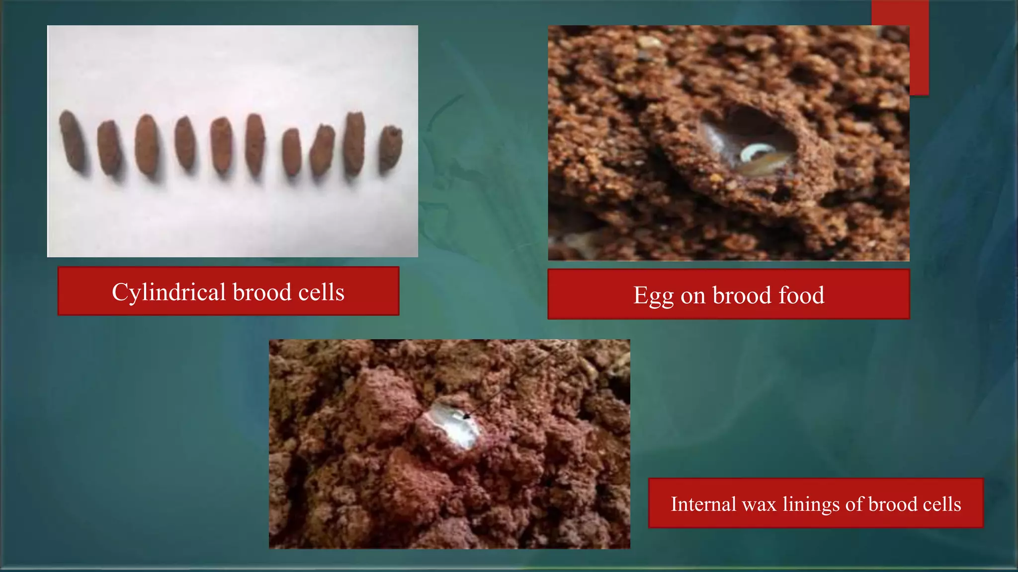 Cylindrical brood cells Egg on brood food
Internal wax linings of brood cells
 