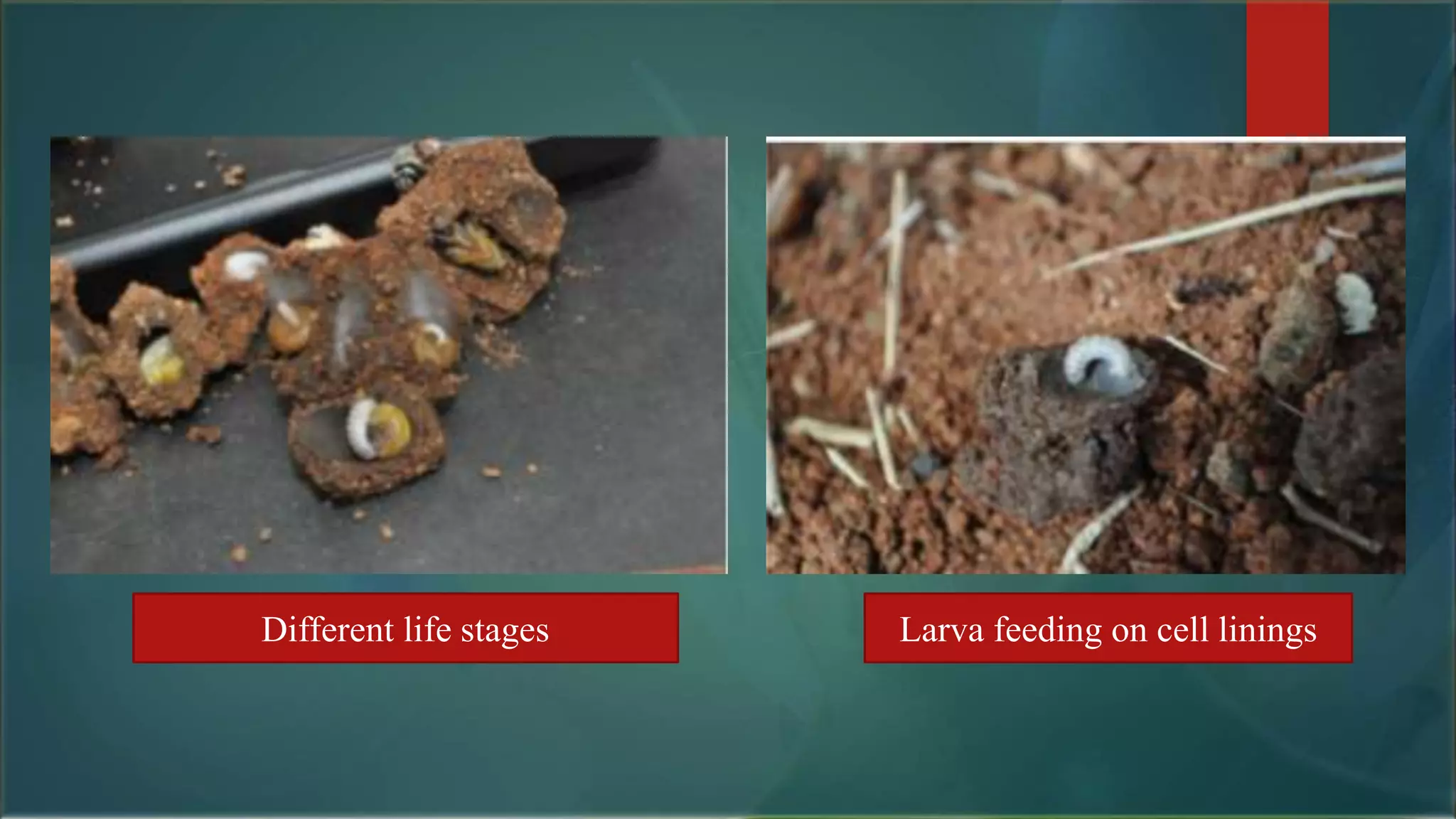 Different life stages Larva feeding on cell linings
 