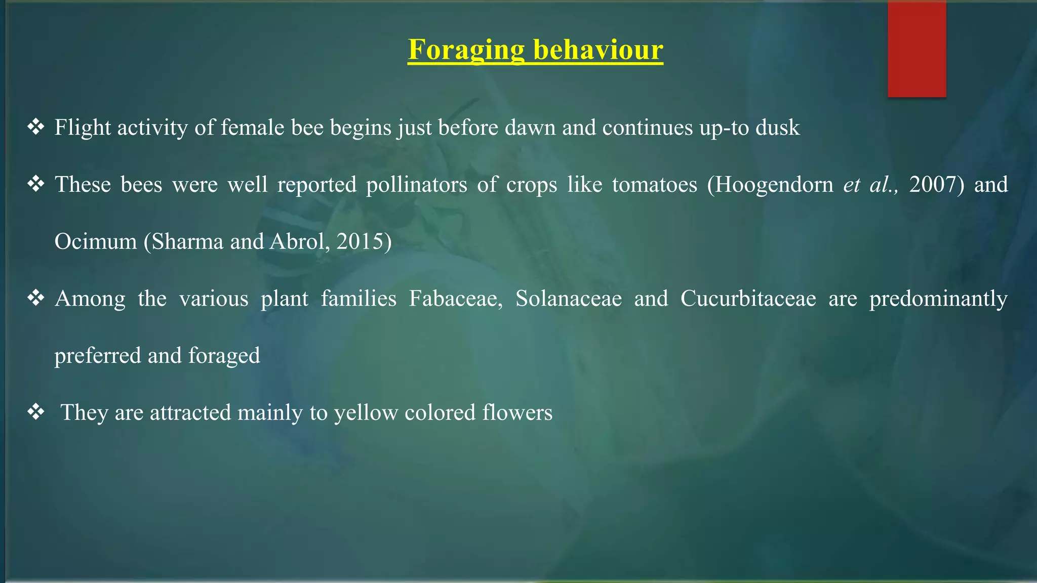 Foraging behaviour
 Flight activity of female bee begins just before dawn and continues up-to dusk
 These bees were well reported pollinators of crops like tomatoes (Hoogendorn et al., 2007) and
Ocimum (Sharma and Abrol, 2015)
 Among the various plant families Fabaceae, Solanaceae and Cucurbitaceae are predominantly
preferred and foraged
 They are attracted mainly to yellow colored flowers
 