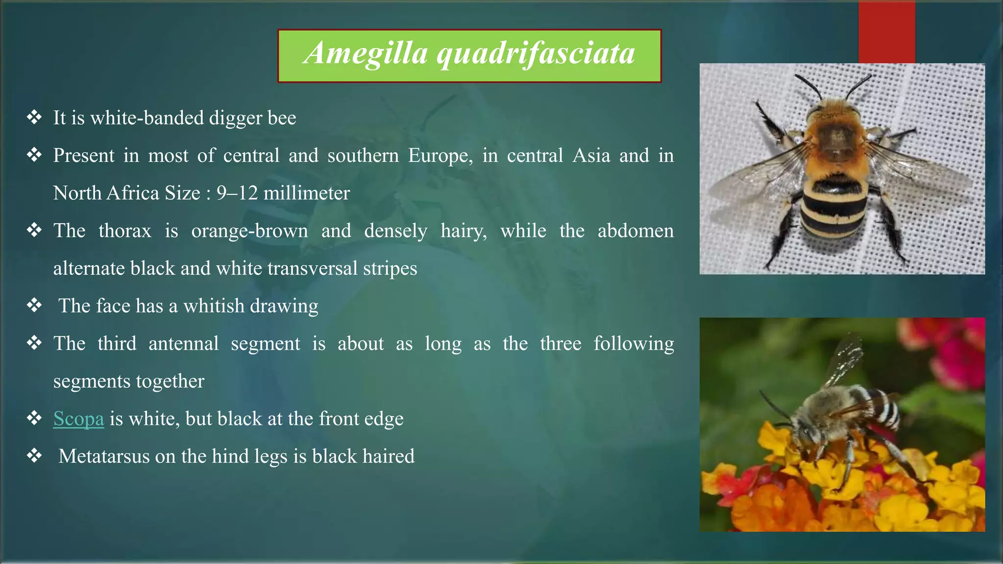 Amegilla quadrifasciata
 It is white-banded digger bee
 Present in most of central and southern Europe, in central Asia and in
North Africa Size : 9–12 millimeter
 The thorax is orange-brown and densely hairy, while the abdomen
alternate black and white transversal stripes
 The face has a whitish drawing
 The third antennal segment is about as long as the three following
segments together
 Scopa is white, but black at the front edge
 Metatarsus on the hind legs is black haired
 