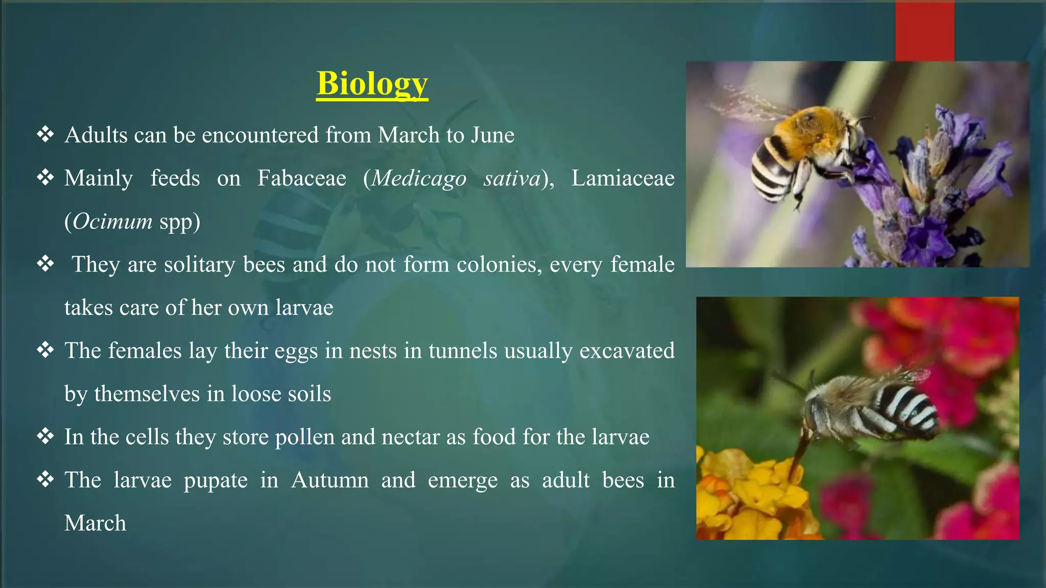 Biology
 Adults can be encountered from March to June
 Mainly feeds on Fabaceae (Medicago sativa), Lamiaceae
(Ocimum spp)
 They are solitary bees and do not form colonies, every female
takes care of her own larvae
 The females lay their eggs in nests in tunnels usually excavated
by themselves in loose soils
 In the cells they store pollen and nectar as food for the larvae
 The larvae pupate in Autumn and emerge as adult bees in
March
 