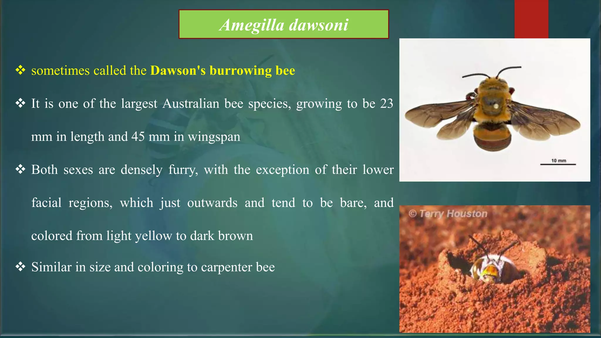 Amegilla dawsoni
 sometimes called the Dawson's burrowing bee
 It is one of the largest Australian bee species, growing to be 23
mm in length and 45 mm in wingspan
 Both sexes are densely furry, with the exception of their lower
facial regions, which just outwards and tend to be bare, and
colored from light yellow to dark brown
 Similar in size and coloring to carpenter bee
 