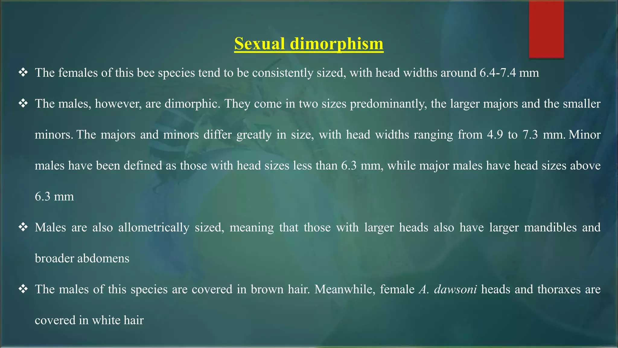 Sexual dimorphism
 The females of this bee species tend to be consistently sized, with head widths around 6.4-7.4 mm
 The males, however, are dimorphic. They come in two sizes predominantly, the larger majors and the smaller
minors. The majors and minors differ greatly in size, with head widths ranging from 4.9 to 7.3 mm. Minor
males have been defined as those with head sizes less than 6.3 mm, while major males have head sizes above
6.3 mm
 Males are also allometrically sized, meaning that those with larger heads also have larger mandibles and
broader abdomens
 The males of this species are covered in brown hair. Meanwhile, female A. dawsoni heads and thoraxes are
covered in white hair
 