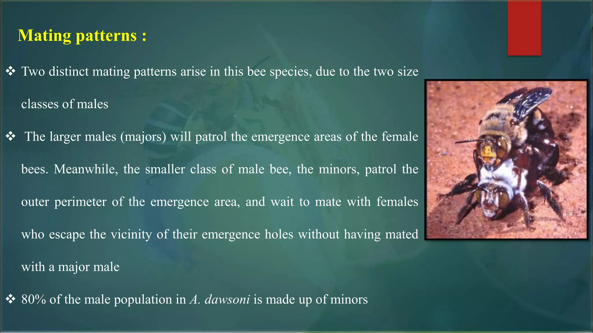 Mating patterns :
 Two distinct mating patterns arise in this bee species, due to the two size
classes of males
 The larger males (majors) will patrol the emergence areas of the female
bees. Meanwhile, the smaller class of male bee, the minors, patrol the
outer perimeter of the emergence area, and wait to mate with females
who escape the vicinity of their emergence holes without having mated
with a major male
 80% of the male population in A. dawsoni is made up of minors
 