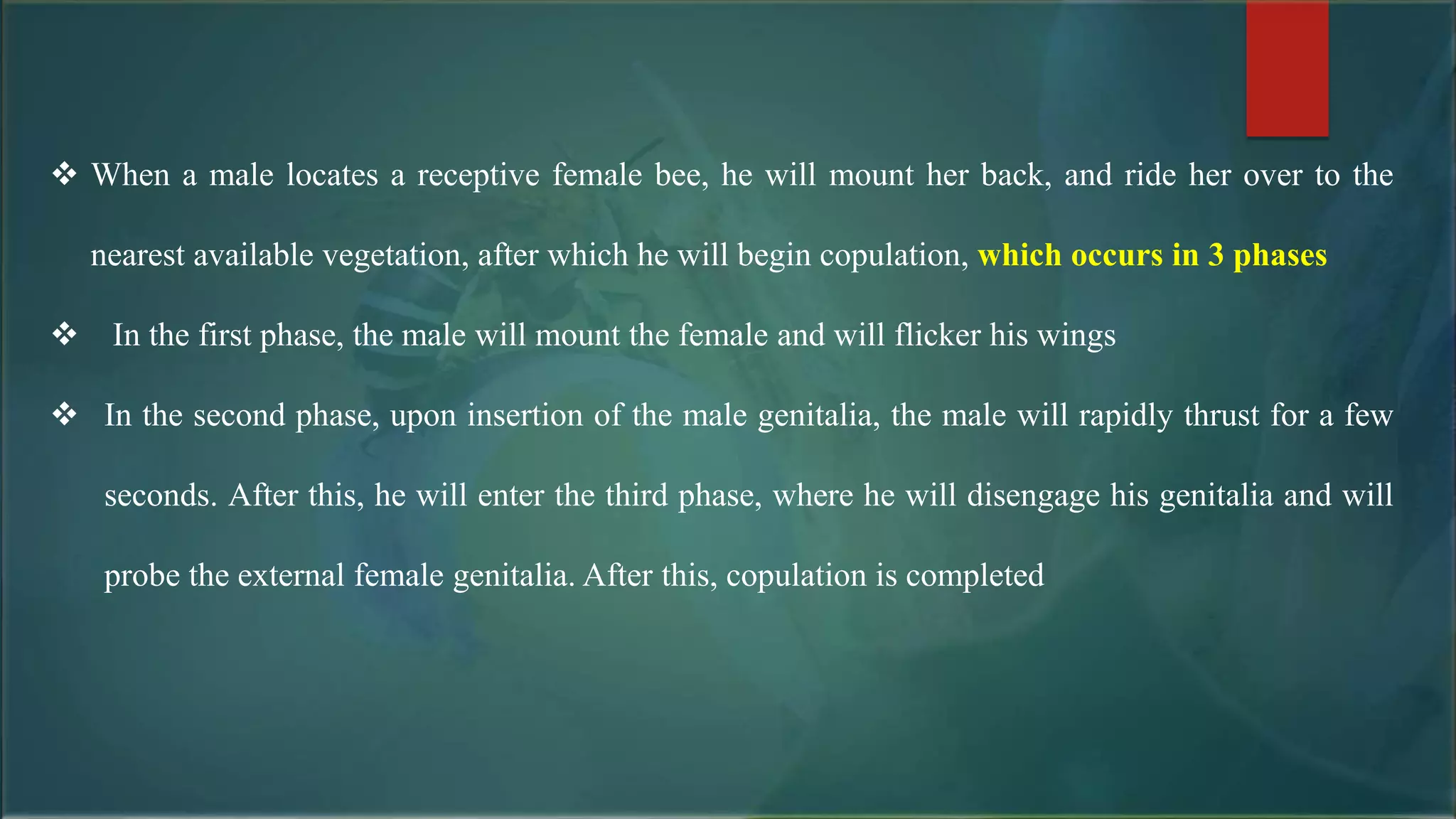  When a male locates a receptive female bee, he will mount her back, and ride her over to the
nearest available vegetation, after which he will begin copulation, which occurs in 3 phases
 In the first phase, the male will mount the female and will flicker his wings
 In the second phase, upon insertion of the male genitalia, the male will rapidly thrust for a few
seconds. After this, he will enter the third phase, where he will disengage his genitalia and will
probe the external female genitalia. After this, copulation is completed
 