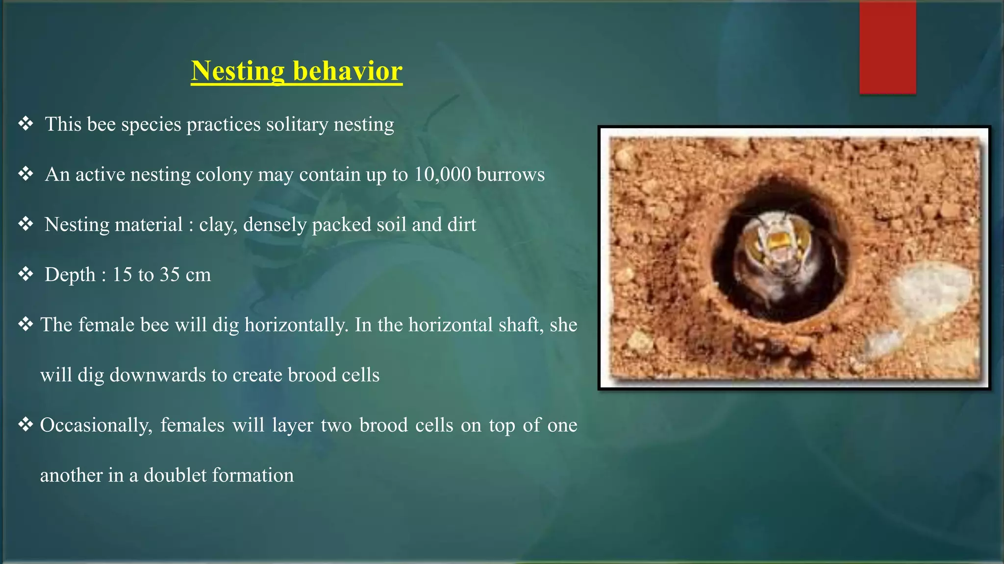 Nesting behavior
 This bee species practices solitary nesting
 An active nesting colony may contain up to 10,000 burrows
 Nesting material : clay, densely packed soil and dirt
 Depth : 15 to 35 cm
 The female bee will dig horizontally. In the horizontal shaft, she
will dig downwards to create brood cells
 Occasionally, females will layer two brood cells on top of one
another in a doublet formation
 