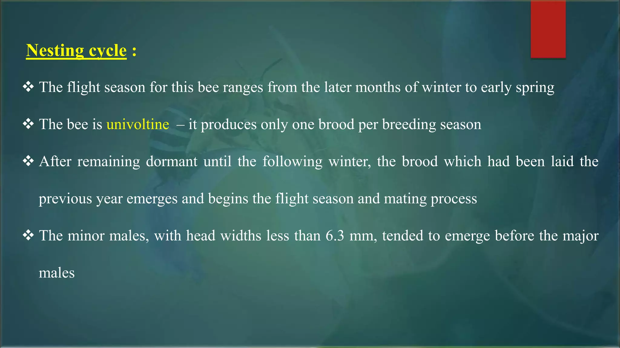 Nesting cycle :
 The flight season for this bee ranges from the later months of winter to early spring
 The bee is univoltine – it produces only one brood per breeding season
 After remaining dormant until the following winter, the brood which had been laid the
previous year emerges and begins the flight season and mating process
 The minor males, with head widths less than 6.3 mm, tended to emerge before the major
males
 