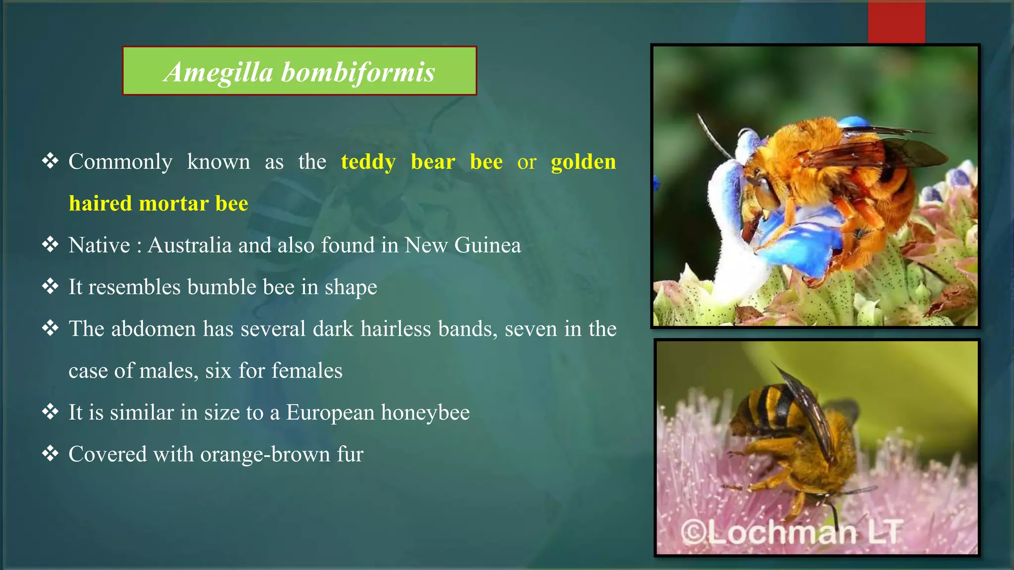 Amegilla bombiformis
 Commonly known as the teddy bear bee or golden
haired mortar bee
 Native : Australia and also found in New Guinea
 It resembles bumble bee in shape
 The abdomen has several dark hairless bands, seven in the
case of males, six for females
 It is similar in size to a European honeybee
 Covered with orange-brown fur
 