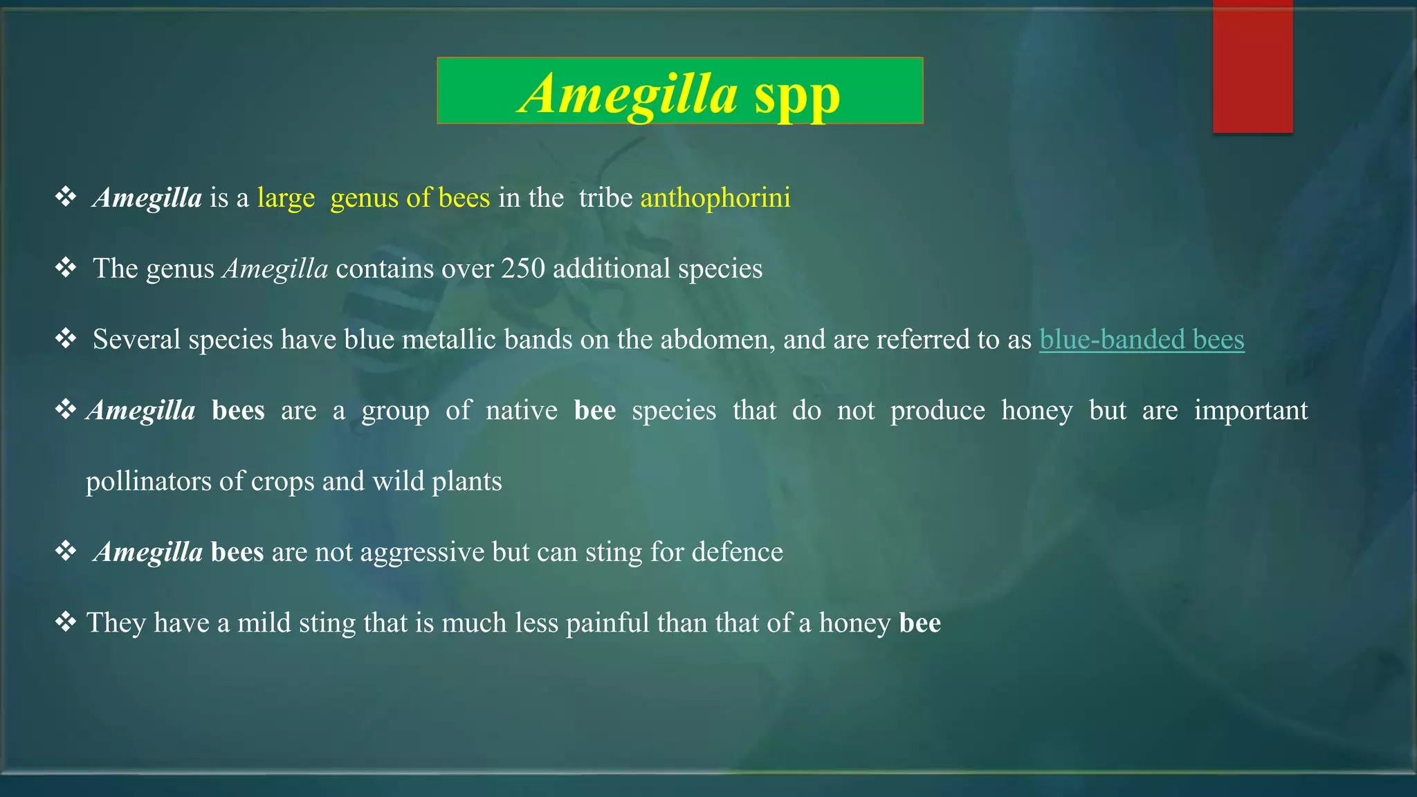  Amegilla is a large genus of bees in the tribe anthophorini
 The genus Amegilla contains over 250 additional species
 Several species have blue metallic bands on the abdomen, and are referred to as blue-banded bees
 Amegilla bees are a group of native bee species that do not produce honey but are important
pollinators of crops and wild plants
 Amegilla bees are not aggressive but can sting for defence
 They have a mild sting that is much less painful than that of a honey bee
Amegilla spp
 
