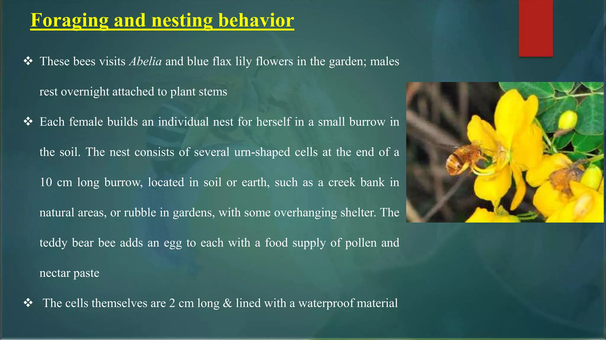  These bees visits Abelia and blue flax lily flowers in the garden; males
rest overnight attached to plant stems
 Each female builds an individual nest for herself in a small burrow in
the soil. The nest consists of several urn-shaped cells at the end of a
10 cm long burrow, located in soil or earth, such as a creek bank in
natural areas, or rubble in gardens, with some overhanging shelter. The
teddy bear bee adds an egg to each with a food supply of pollen and
nectar paste
 The cells themselves are 2 cm long & lined with a waterproof material
Foraging and nesting behavior
 