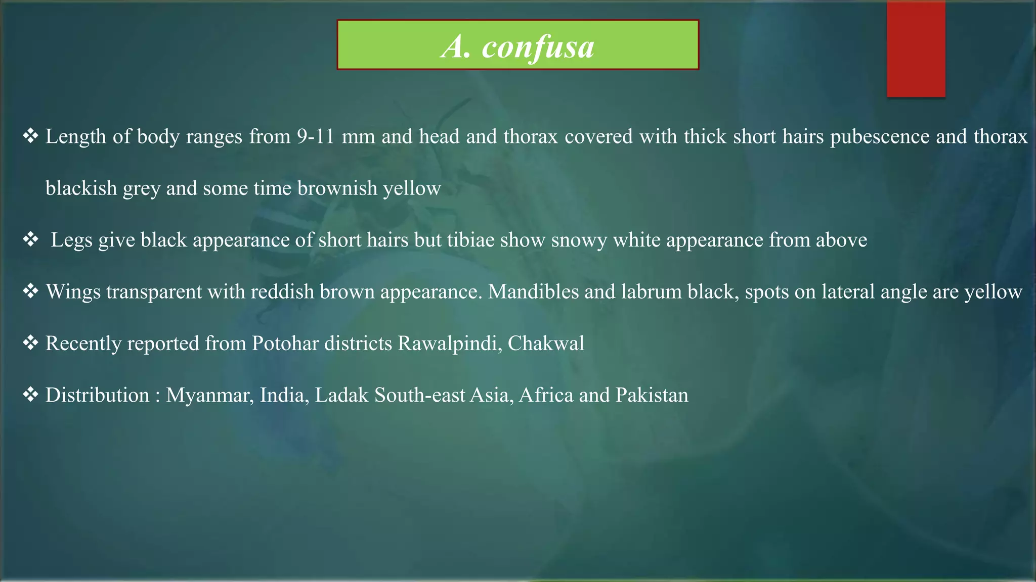 A. confusa
 Length of body ranges from 9-11 mm and head and thorax covered with thick short hairs pubescence and thorax
blackish grey and some time brownish yellow
 Legs give black appearance of short hairs but tibiae show snowy white appearance from above
 Wings transparent with reddish brown appearance. Mandibles and labrum black, spots on lateral angle are yellow
 Recently reported from Potohar districts Rawalpindi, Chakwal
 Distribution : Myanmar, India, Ladak South-east Asia, Africa and Pakistan
 