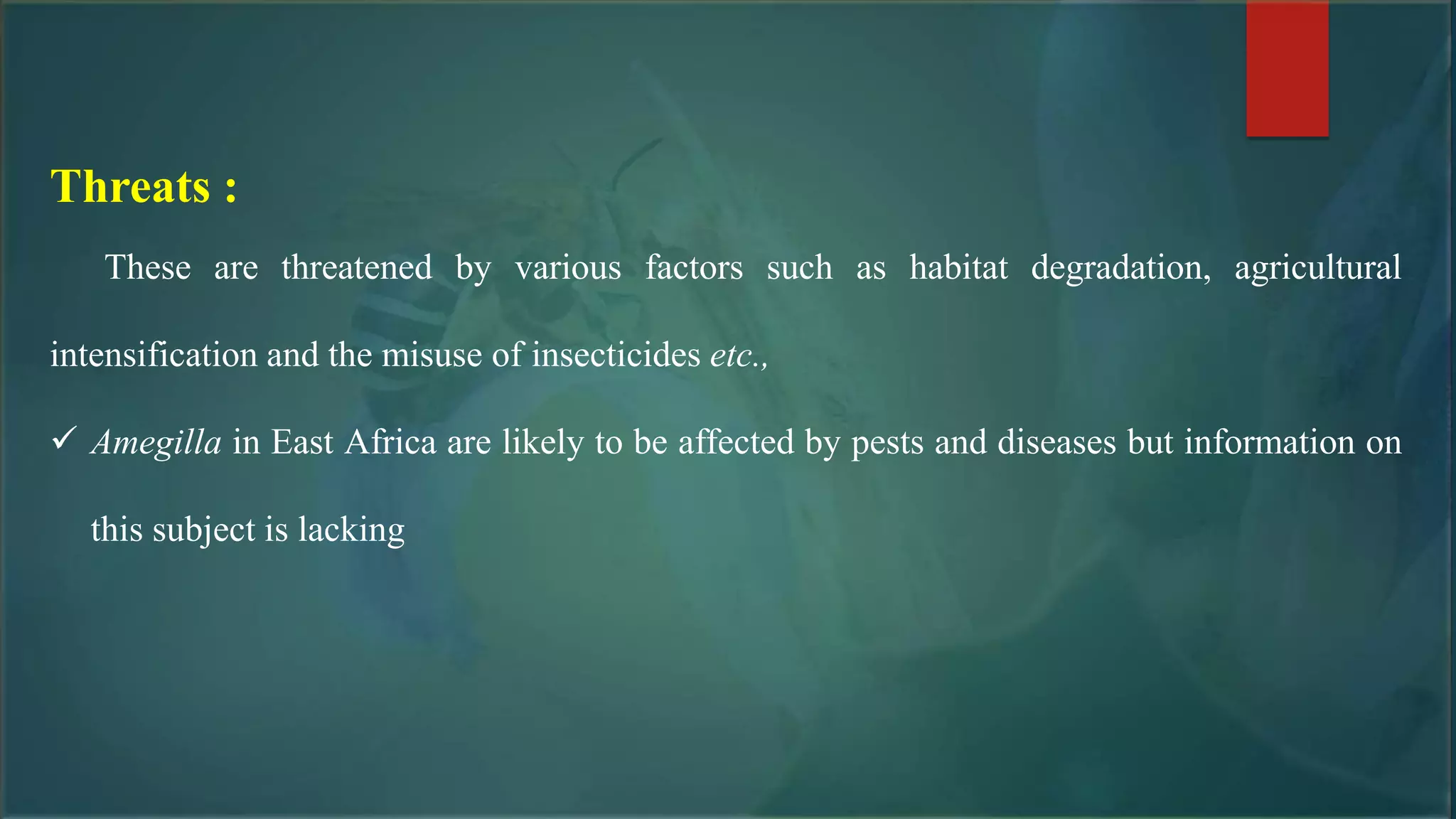 Threats :
These are threatened by various factors such as habitat degradation, agricultural
intensification and the misuse of insecticides etc.,
 Amegilla in East Africa are likely to be affected by pests and diseases but information on
this subject is lacking
 