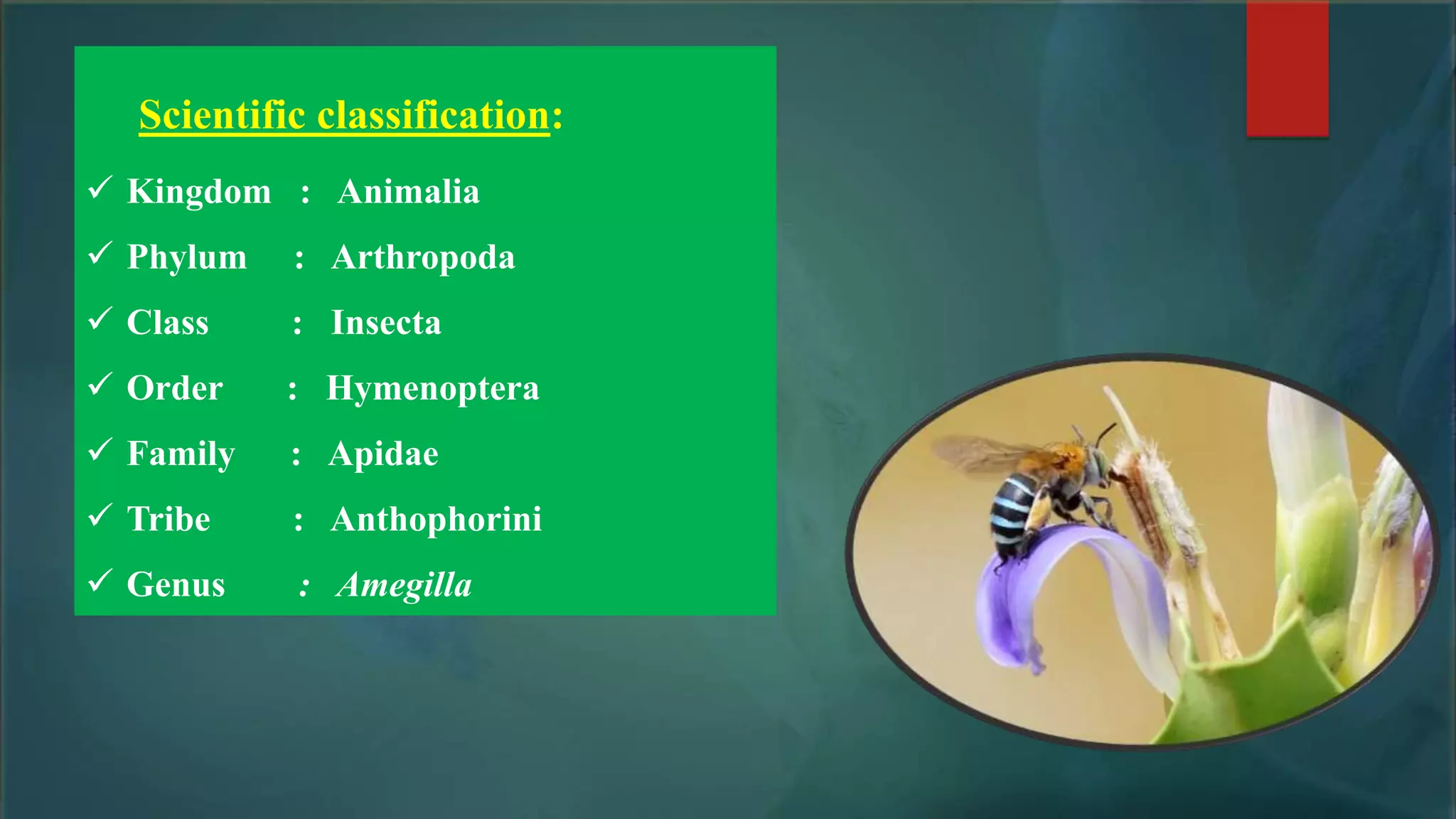 Scientific classification:
 Kingdom : Animalia
 Phylum : Arthropoda
 Class : Insecta
 Order : Hymenoptera
 Family : Apidae
 Tribe : Anthophorini
 Genus : Amegilla
 