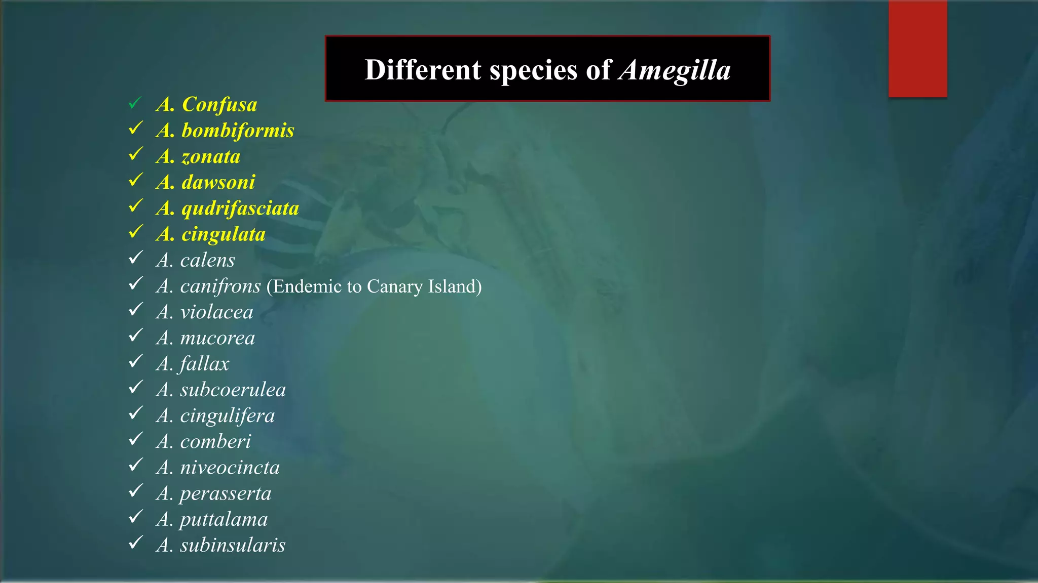  A. Confusa
 A. bombiformis
 A. zonata
 A. dawsoni
 A. qudrifasciata
 A. cingulata
 A. calens
 A. canifrons (Endemic to Canary Island)
 A. violacea
 A. mucorea
 A. fallax
 A. subcoerulea
 A. cingulifera
 A. comberi
 A. niveocincta
 A. perasserta
 A. puttalama
 A. subinsularis
Different species of Amegilla
 