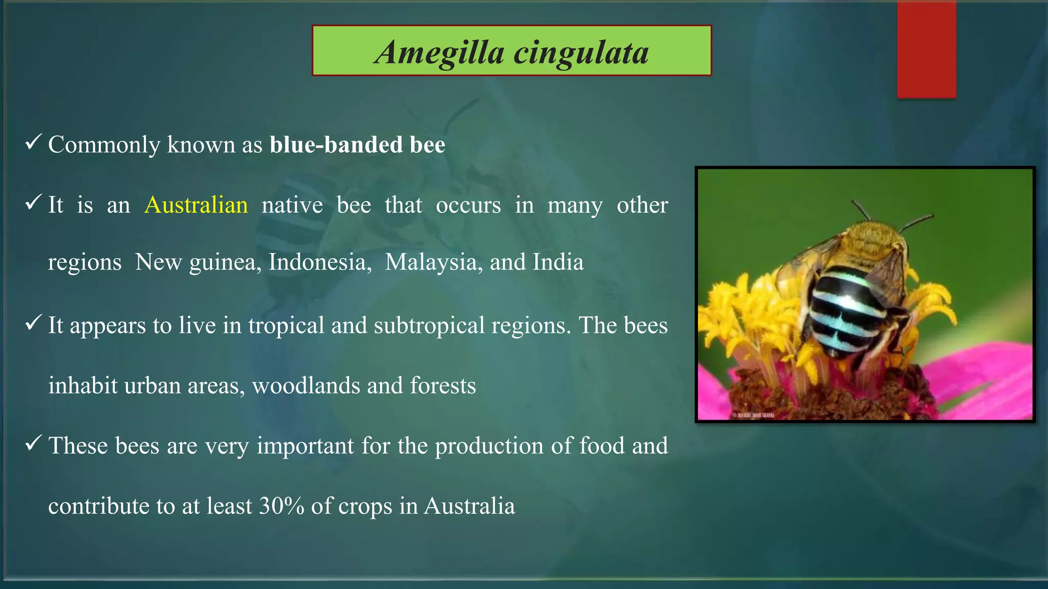  Commonly known as blue-banded bee
 It is an Australian native bee that occurs in many other
regions New guinea, Indonesia, Malaysia, and India
 It appears to live in tropical and subtropical regions. The bees
inhabit urban areas, woodlands and forests
 These bees are very important for the production of food and
contribute to at least 30% of crops in Australia
Amegilla cingulata
 