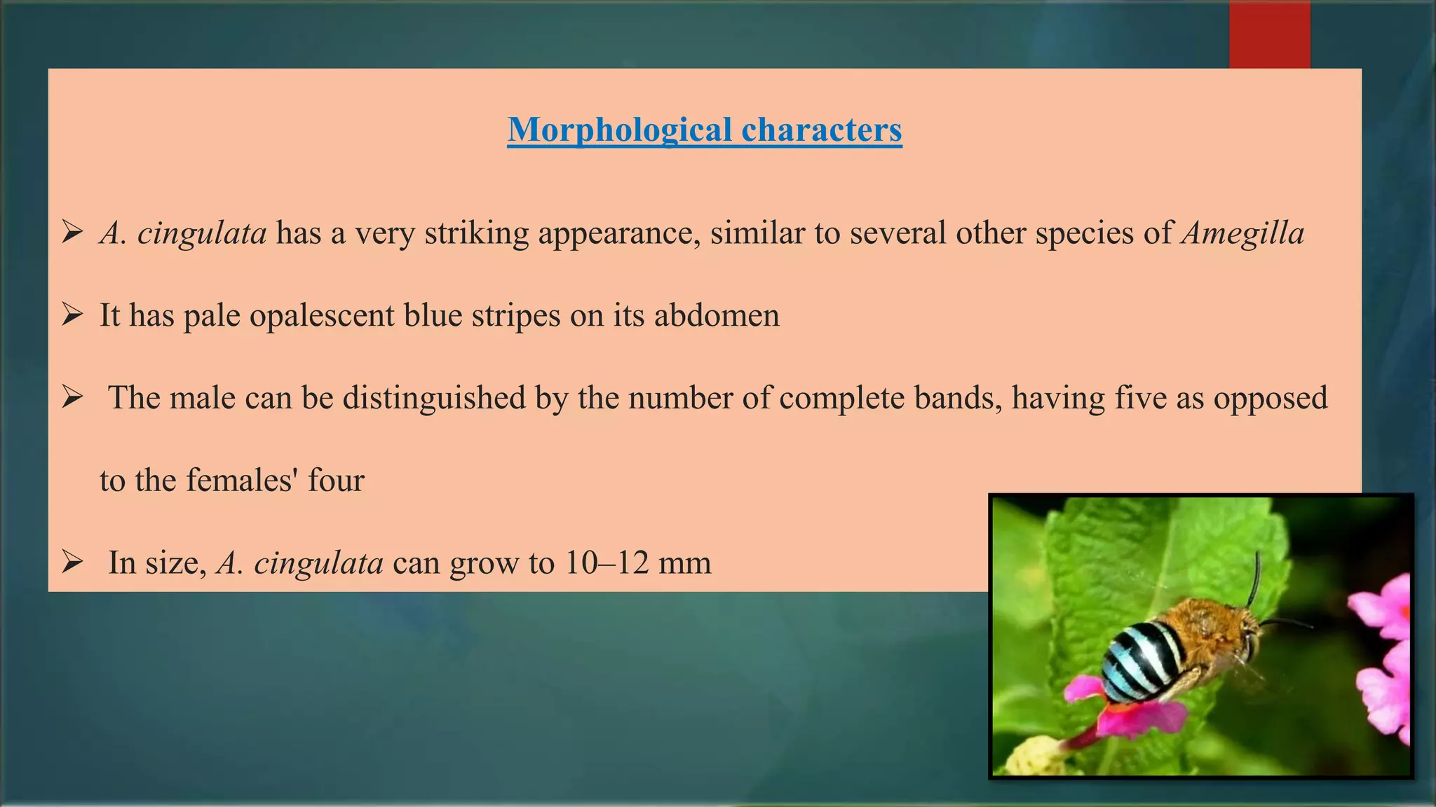 Morphological characters
 A. cingulata has a very striking appearance, similar to several other species of Amegilla
 It has pale opalescent blue stripes on its abdomen
 The male can be distinguished by the number of complete bands, having five as opposed
to the females' four
 In size, A. cingulata can grow to 10–12 mm
 