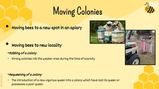 SLIDESMANIA.COM
Moving Colonies
• Moving bees to a new spot in an apiary
• Moving bees to new locality
-Robbing of a colony
∙ Strong colonies rob the weaker ones during the time of scarcity.
-Requeening of a colony
∙ The introduction of a new vigorous queen into a colony which have lost its queen or
possesses a poor queen.
 