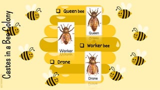 SLIDESMANIA.COM
Castes
in
a
Bee
Colony ❑ Queen bee
❑ Worker bee
❑ Drone
 
