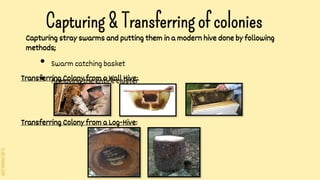 SLIDESMANIA.COM
Capturing & Transferring of colonies
Transferring Colony from a Wall Hive:
Transferring Colony from a Log-Hive:
Capturing stray swarms and putting them in a modern hive done by following
methods;
• Swarm catching basket
• Removing the entire cluster
 