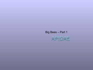Big Bees – Part 1  