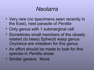 Neolarra <ul><li>Very rare (no specimens seen recently in the East), nest parasite of  Perdita </li></ul><ul><li>Only genu...