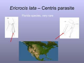 Ericrocis   lata  – Centris parasite Florida species, very rare 