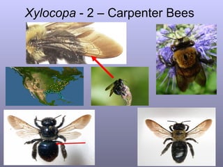 Guide to the Bee Genera within Apidae of Eastern North America, Part 1