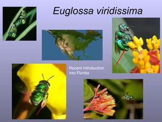 Euglossa viridissima Recent introduction into Florida 