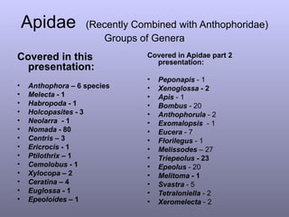Apidae  (Recently Combined with Anthophoridae) Groups of Genera <ul><li>Covered in this presentation:   </li></ul><ul><li>...