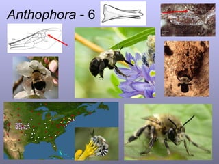 Guide to the Bee Genera within Apidae of Eastern North America, Part 1