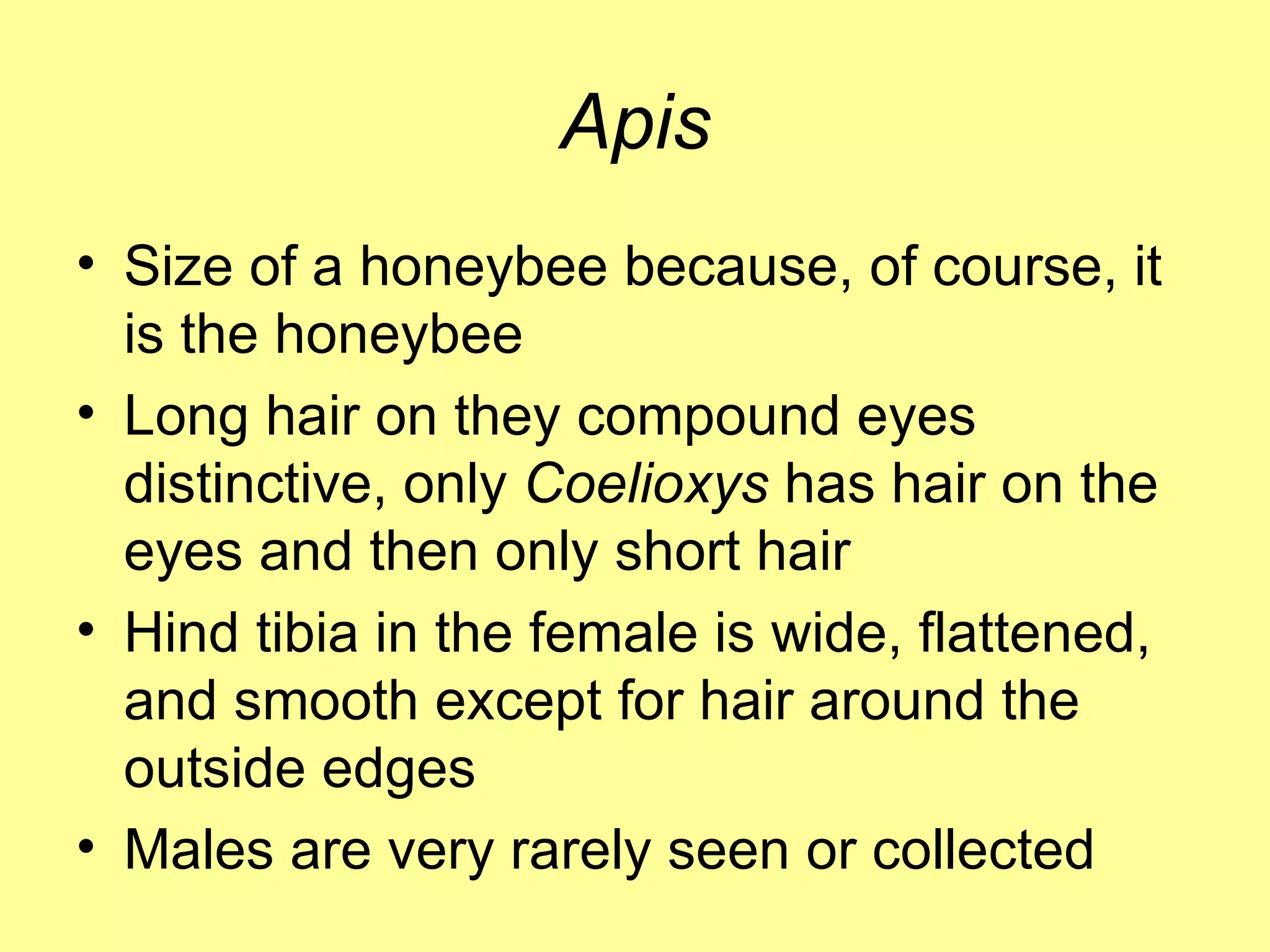 Apis Size of a honeybee because, of course, it is the honeybee Long hair on they compound eyes distinctive, only  Coelioxys  has hair on the eyes and then only short hair Hind tibia in the female is wide, flattened, and smooth except for hair around the outside edges Males are very rarely seen or collected 